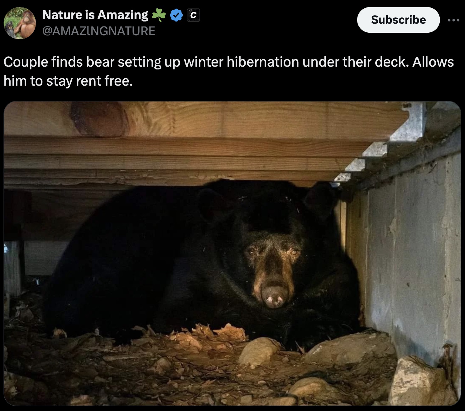 bear under deck - Nature is Amazing Subscribe Couple finds bear setting up winter hibernation under their deck. Allows him to stay rent free.